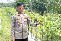 Polsek Tungkal Jaya Tanam Cabai Gratis untuk Bantu Warga Hadapi Harga Melonjak