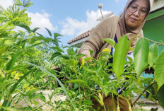 Ubah Pekarangan Jadi Kebun Mini, Yusmaniar Tanam Beragam Bumbu Dapur Hingga Budidaya Gurami