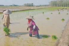 Program Oplah Digarap, Persemaian Padi Dimulai