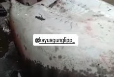 Warga Bulu Cawang Geger Temuan Ikan Pari Raksasa 86 Kg, Dijual Murah ke Pasar