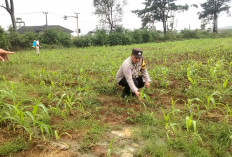 Cek Kondisi Tanaman Jagung, Dorong Ketahanan Pangan, Fungsi Binmas Polsek Tanjung Agung ///