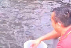  Hasilkan Cuan dan Kebutuhan Keluarga, Budidaya Ikan Patin masih Idola
