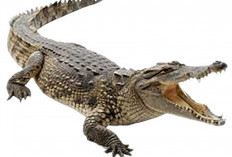 Selamat Berkat Arit di Tangan, Warga Musi Rawas Nyaris Tewas Diserang Buaya 