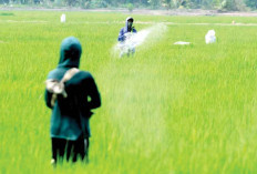 Lahan Sawah Sumsel Bertambah 48 Ribu Ha