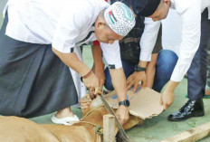 Panduan Kurban Iduladha 2025 di Sumsel: Syarat, Prosedur, dan Cek Kesehatan Hewan