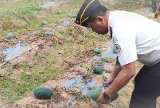  Hasil Panen Langsung Dikonsumsi, Rasanya Manis