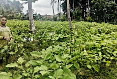 Sulap Lahan Terbengkalai Jadi Kebun Terong Produktif