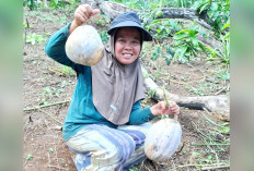 Siap Diolah Jadi Kolak Menu Berbuka 