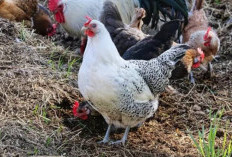 Sangat Menguntungkan! Ini 7 Manfaat Memelihara Ayam di Rumah yang Perlu Kalian Ketahui