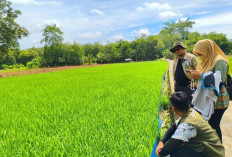 Kurangi Populasi Tikus Sejak Awal Tanam, Terapkan Penggunaan Trap Barrier System