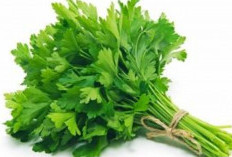 Daun Seledri, Superfood Hijau dengan 9 Manfaat Luar Biasa untuk Kesehatan Tubuh