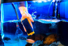 4 Tips Merawat Pompa dan Filter Aquarium