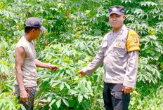 Optimalkan Program Pekarangan Bergizi, Tanami Singkong