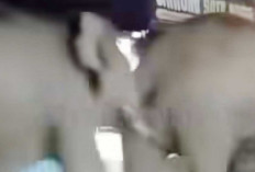 Viral Dua Ekor Gajah Liar Masuk Lorong Pasar Jukung, Kades Klaim Hanya Lewat