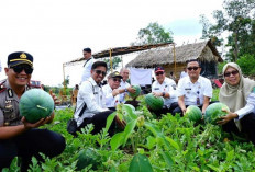 Dana Desa Dorong Ekonomi Pertanian 