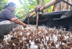 Manfaat Bonggol Jagung Budidaya Jamur Jenggel, Harga Jual Menjanjikan, Capai Rp40 Ribu/Kg 