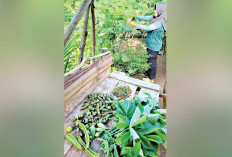 Jadikan Halaman Pasar Organik, Hasil Lebih Fresh, Tak Perlu Keluar Biaya