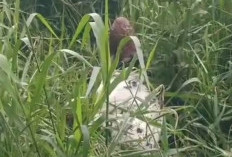 Geger! Mayat Ditemukan di Dalam Karung di Kebun, Diduga Korban Pembunuhan di Muba