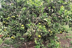  Ubah Lahan Sempit Jadi Kebun Jeruk      
