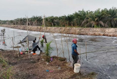 Mengintip Tradisi Nangkul di Sungai Hitam Sepucuk, Raup Cuan dari Ikan Segar yang Murah Meriah