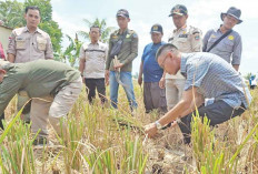 Panen 4 Kali Setahun, Hemat 30 Persen, Teknik Salibu