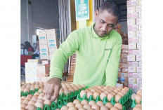 Pedagang Telur yang Tak Miliki Sertifikat Bersiap untuk Dipidana Penjara Enam Tahun atau Denda Ratusan Juta
