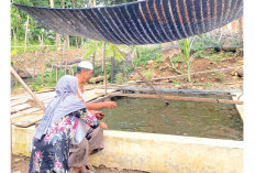 Manfaatkan Pekarangan untuk Ketahanan Pangan Keluarga, Warga Desa Lubuk Betung