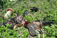 Belasan Ayam Warga Tanjung Baru Tewas Misterius, Dugaan Serangan Macan Tutul Dibantah Pemerintah Desa