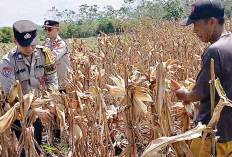 KETAHANAN PANGAN, Lahan 1 Hektare, Hasilkan 1 Ton Jagung