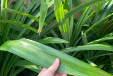 Khasiat Dahsyat Daun Pandan Wangi Penangkal Penyakit Mematikan, Solusi Alami Sehat Setiap Hari