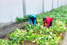 Manfaatkan Lahan Tidur Jadi Produktif, Warga Binaan Lapas Kayuagung, Rawat Ubi Jalar dan Tanam Pisang 