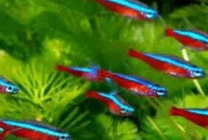 Menelusuri Kecantikan Neon: Inilah Sifat dan Karakteristik Ikan Neon Tetra yang Memukau