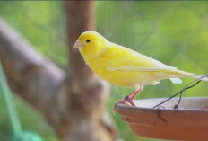 Jenis Burung Peliharaan yang Mudah Dirawat untuk Pemula, Cocok Menemani Aktivitas di Rumah