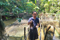 Budidaya Gurami untuk Konsumsi Keluarga, Memanfaatkan Lahan Terbatas