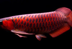 Rahasia Sukses Merawat Ikan Hias Arwana: Suhu, Perlengkapan, dan Kebersihan Akuarium, Boleh Dicoba Nih!