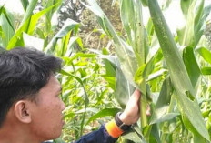 UGF Bikin Tanaman Gagal Berkembang