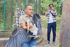 BKSDA Evakuasi Enam Satwa Dilindungi di Kebun Kito Lubuklinggau