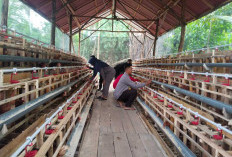  Budidaya Ayam Petelur Mulai Menghasilkan PAD