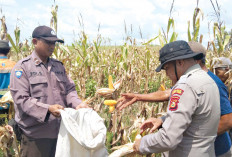 Panen Jagung Perkuat Pangan Nasional