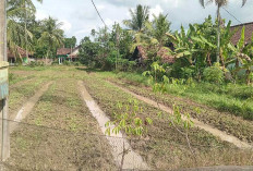 Jadi Sumber Penghasilan Tambahan, Kebun Bayam Samping Rumah