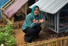 Budidaya Ayam Petelur, Wujudkan Ketahanan Pangan Keluarga