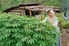 Jadikan Pekarangan Kebun Daun Ubi