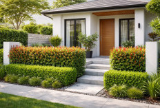 Pagar Hidup Minimalis Bikin Rumah Kecil Terlihat Mewah Seketika, Ini Rahasianya!