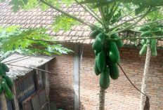 Panen Pepaya di Pekarangan, Warga Bisa Konsumsi dan Berbagi