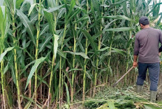 Harga Stabil, Petani Semangat Menanam