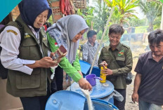  Batang dan Akar Pisang Jadi Pupuk Hayati