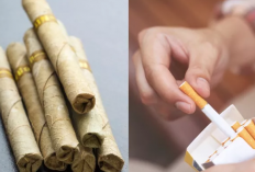 Bagi Kaum Perokok, Apakah Rokok Herbal Lebih Sehat dari Rokok Tembakau, Simak Disini Jawabannya