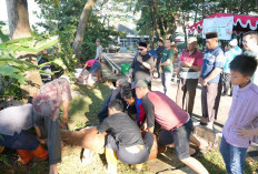  9 Ekor Hewan Kurban Dibagikan ke Warga Sekitar Kejari Palembang di Momen Iduladha, Ini Harapan Kajari Palemba
