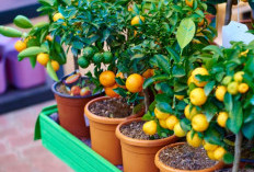 11 Jenis Pohon Buah Kerdil yang Mudah Tumbuh di Pot dan Cocok untuk Lahan Sempit