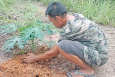 Tanam Pepaya, Dukung Ketahanan Pangan